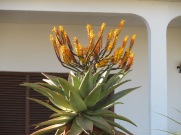 This wonderfully flowering cactus.......I love seeing the different sorts of blooms that show up.