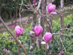 Magnolias were blooming everywhere