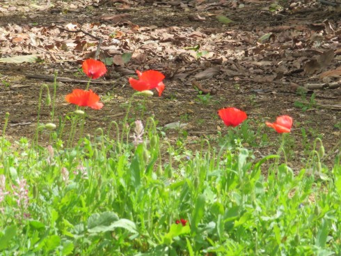 Poppies along the route. They are starting to show up all over the place.