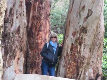Laurie and the eucalyptus.