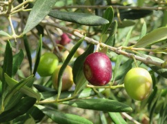 I love seeing all the olive trees bending with fruit and the different coloured olives on the same branch.