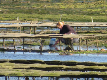 This woman was harvesting oysters from a cultivation bed. Yummy