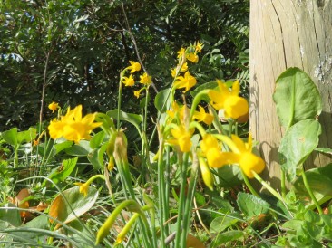 Another shot of these tiny daffodils.