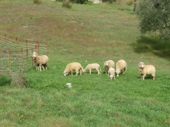 We started off our hike with this flock of sheep, grazing on the sloped hillside. Very curious.