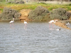 Many flamingos watching us with caution.