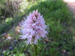 Another, more detailed, Naked Man Orchid.
