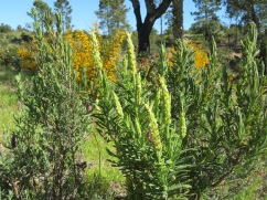 Green lavender, which grows only in Portugal.