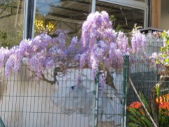 Passed a roadside building that had this lovely vine of wisteria in bloom.
