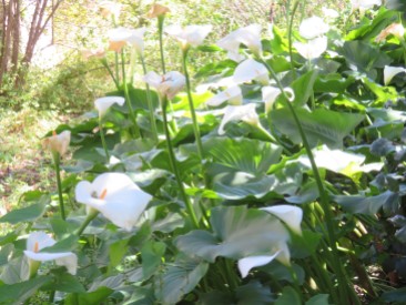 This rather large plot of calla lilies is growing wildly all along the side yard of the old house.