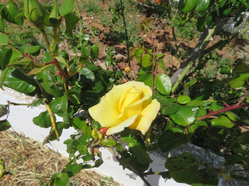 The roses, which normally come in April, are just starting to open.