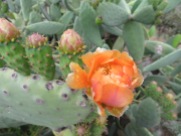 And just beside the car, a cactus blooming. I adore seeing these unusual blooms each year.