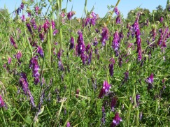 Gorgeous lavender....you'll see lots in this blog
