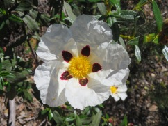this!!!!! the gum cistus. I never tire of seeing it.