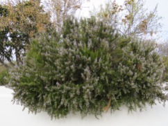 And finally, this enormous rosemary hedge is about five feet tall, at least six feet long and the scent, heavenly. Always makes me hungry!