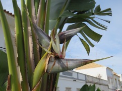 I love the flower of the banana tree.......a tiny bit past it;s prime but still in my opinion, breathtaking.