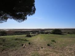 Another perspective on the Ria Formosa