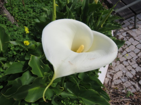 Came across a patch of lovely calla lilies.