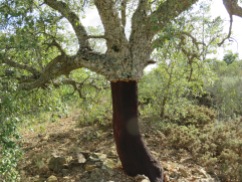 The ubiquitous cork tree in all it's splendor. Each one has a personality of it's own.
