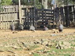 Guinea fowl, an entire pen of them.