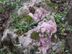 Loved this large stone and it's pinkish hew. Also the small fern growing from the crack in the stone. Mother Nature is certainly generous and what power!r
