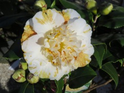 Queens of the winter flowers, Camellias. These were gorgeous with the two tone markings.