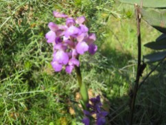 I saw two of these lovely orchid type flowers along one side of a hill.
