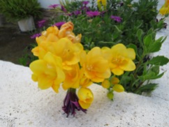 Freesia growing all along a small fence. What a rich and wonderful scent it sent out to me.