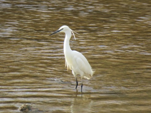 Egret trying to find lunch in the Arade River in Silves.