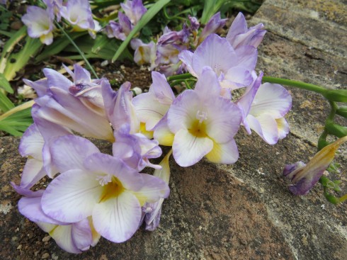 Yet more freesia. Sweetly scenting the air and of course visually it simply makes me smile.