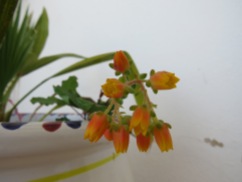 This is a very very tiny cluster of flowers on an equally tiny succulent. What vibrant orange it is.