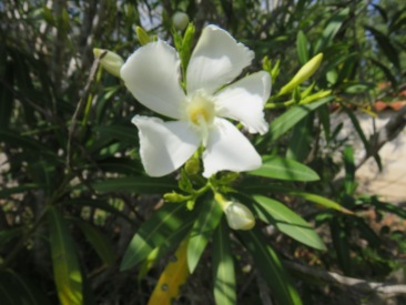 The oleander is starting to bloom again. I think it's a bit early but I so love finding the new blossoms.