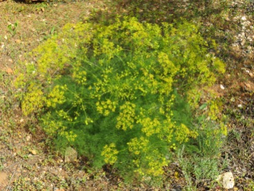 I think this is wild fennel but not 100% certain.