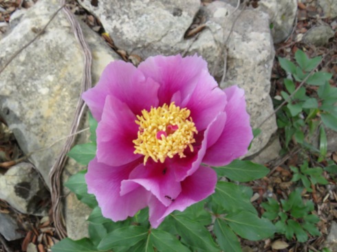 We rounded a bend in the path and there, on the embankment, a tall single wild peony in all it's gorgeous glory.